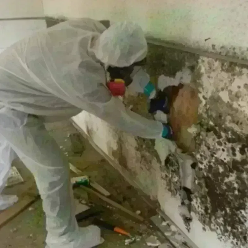 Mold Remediation and Removal in Lunenburg, VT